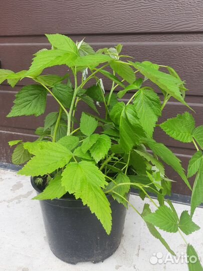 Ремонтантная малина