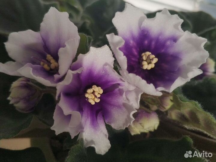 Фиалки сортовые