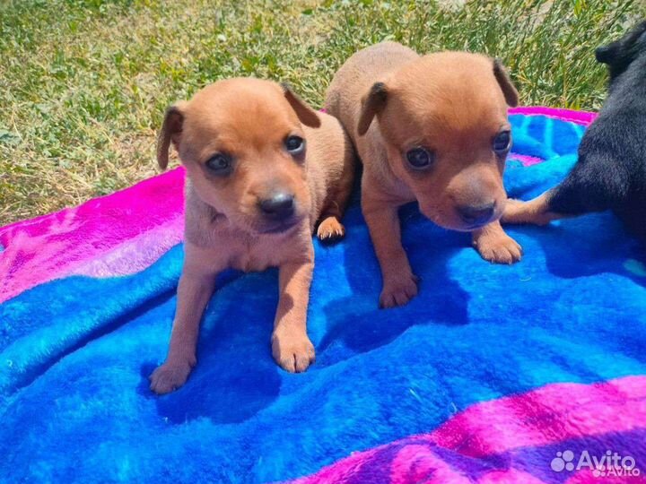 Маленькая собака