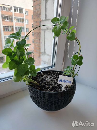 Продам комнатную мяту