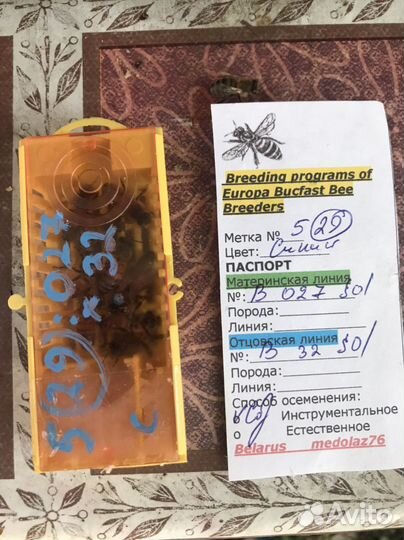 Матки бакфаст Ф -1 пчелопакеты пчелосемья