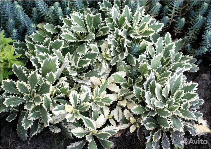 Арабис кавказский вариегата