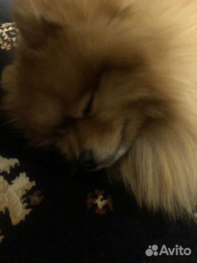 Померанский шпиц вязка кобель