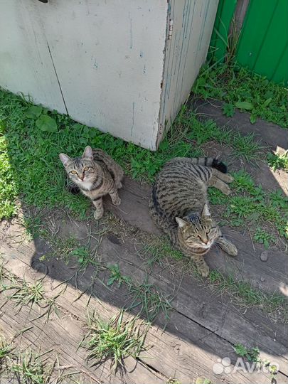 Кот и кошечка по 2 года