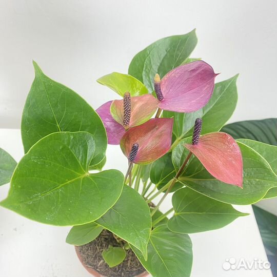 Антуриум Андре