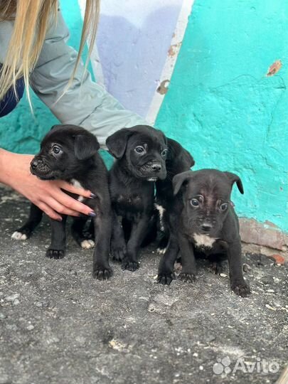 Щенки в добрые руки