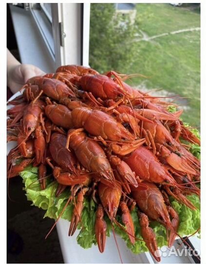 Раки живые