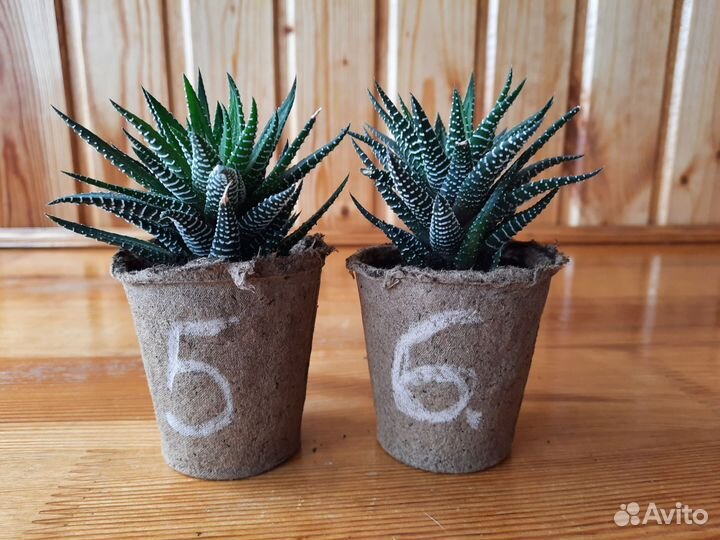 Хавортия полосатая