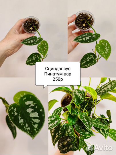 Гинура, Сциндапсус