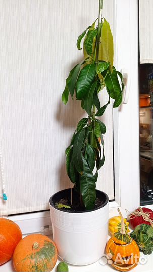 Манго растение