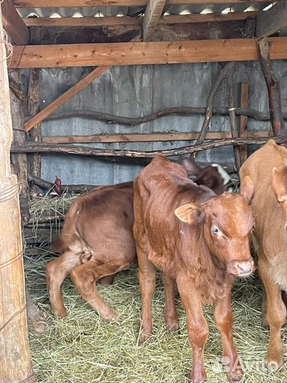 Тёлочки от 2 месяцев до года