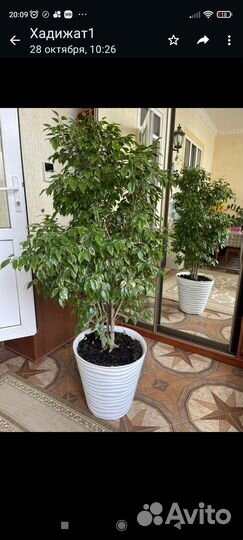 Бенджамина