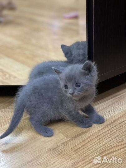 Маленький комочек счастья (девочка) ищет семью