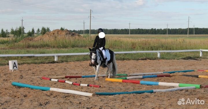 Шетлендские пони