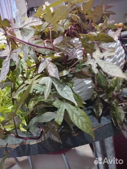 Ипомея батат