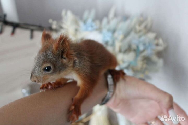 Белка. Бельчата. Черная кавказская