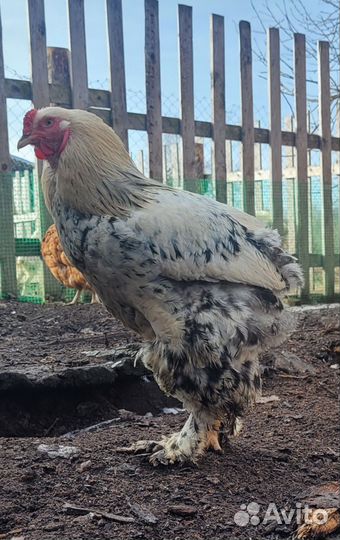 Молодые петухи