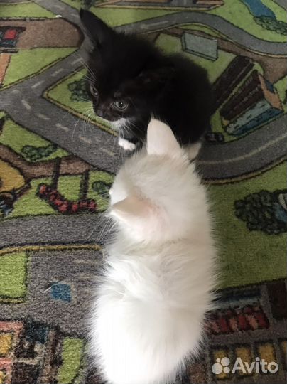 Котятки