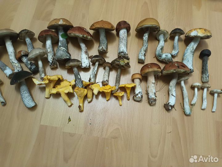 Грибник, сопроводник