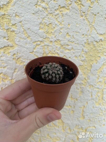 Кактус эхинопсис, суккулент хавортия