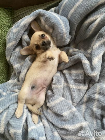 Щенки чихуахуа