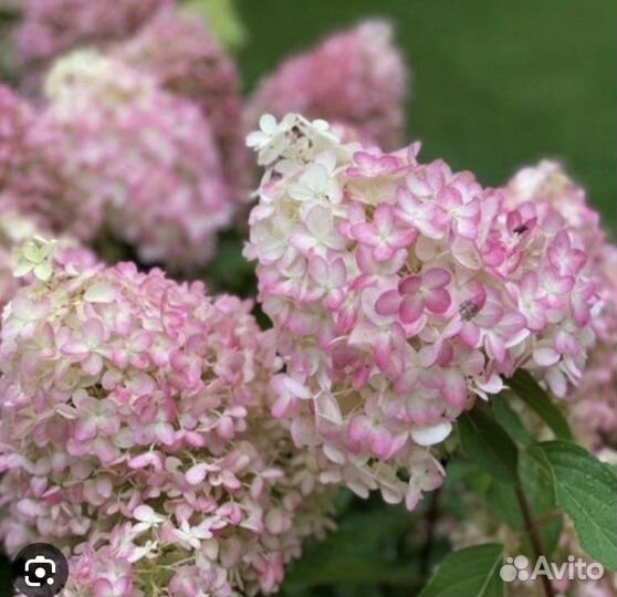 Гортензия метельчатая Меджикал Свит Саммер