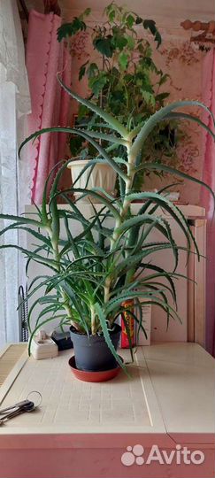 Алоэ лечебное