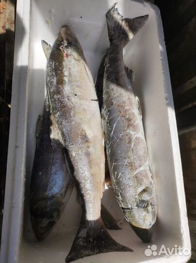 Рыба мороженая