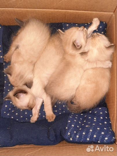 Котоняня на вашей территории