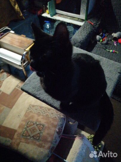Чёрные котята