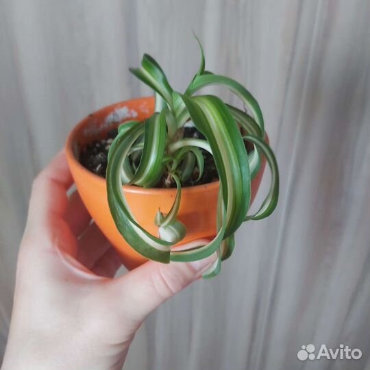 Комнатные цветы шефлера, аглаонема и др