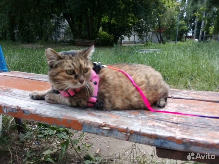 Марточка мечтает о доме