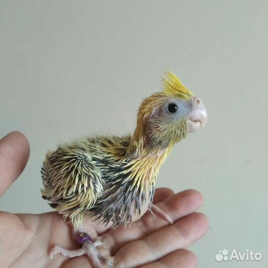Ручные кореллы
