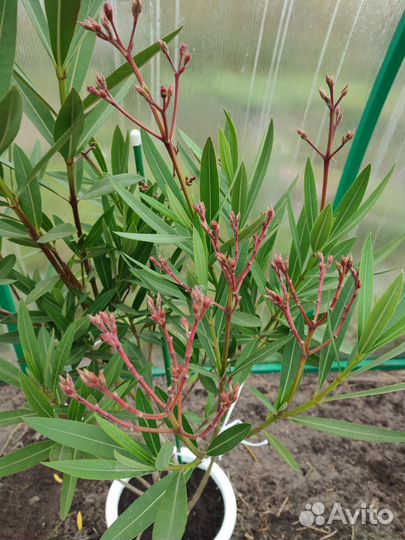 Олеандр дерево