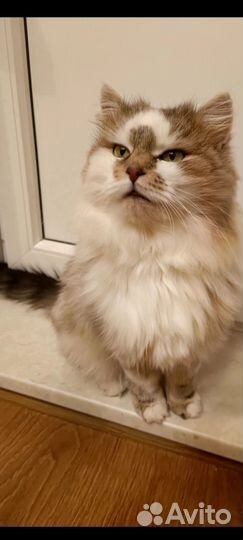 Хан - эффектный красавец 1 год