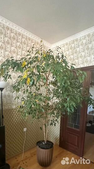 Фикус бенджамина
