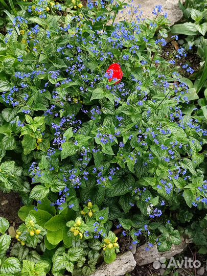 Цветы многолетние Можжевельник