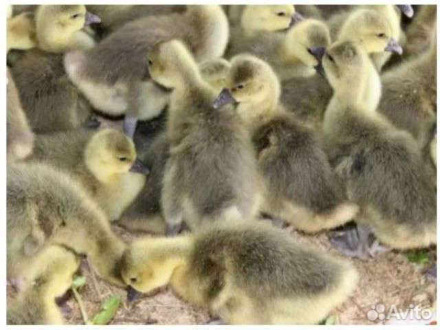 Гусята Линда+ холмогор