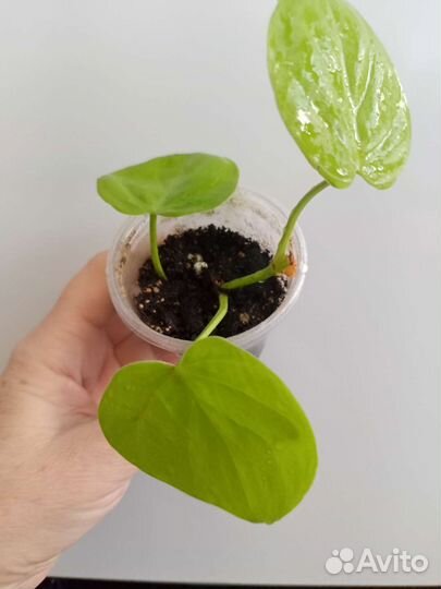 Филодендроны ампельные Сканденс