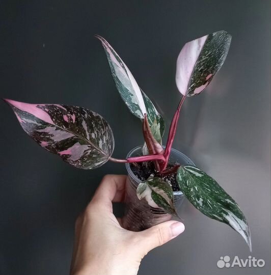 Эпипремнум Pink Princess Marble