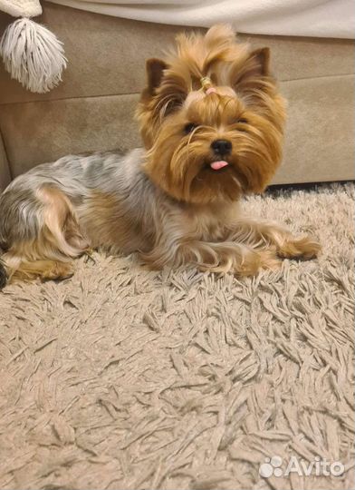 Вязка,йорк, беби фейс