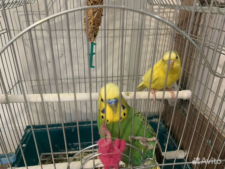 Волнистые попугаи пара