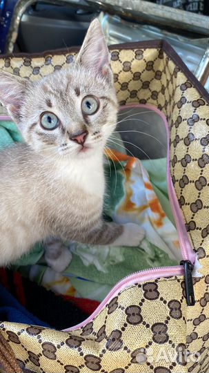 Отдам бесплатно животные