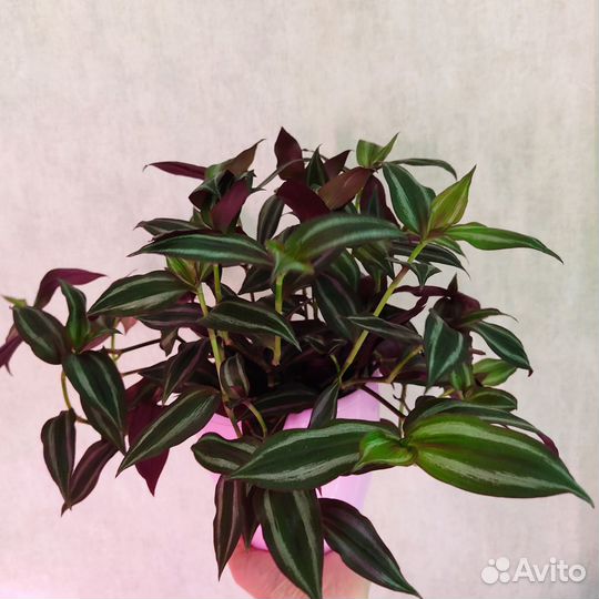 Традесканция зебрина