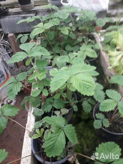 Ремонтантная земляника