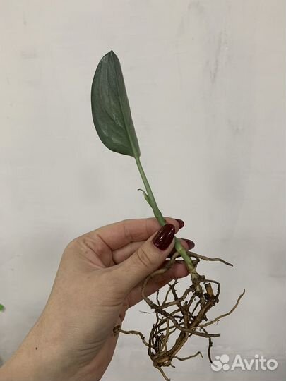 Сциндапсус Дарк / Scindapsus Trebie Dark form