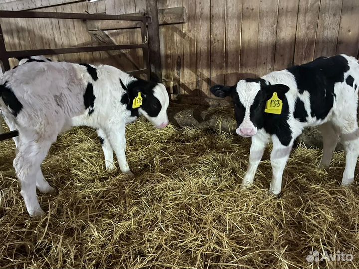 Племенные бычки и тёлки