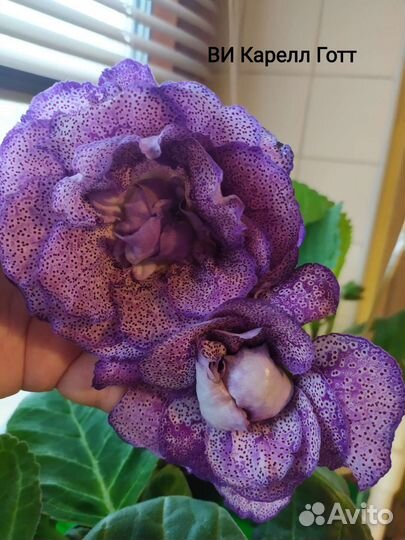 Клубни махровых глоксиний с ростками