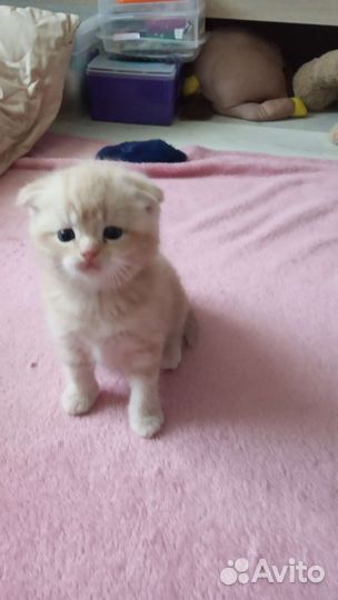 Шотландские котята
