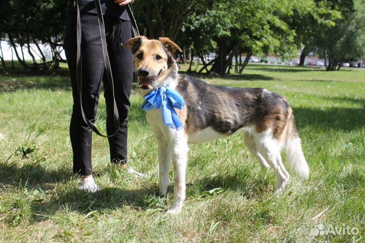 Особенная собака ищет дом